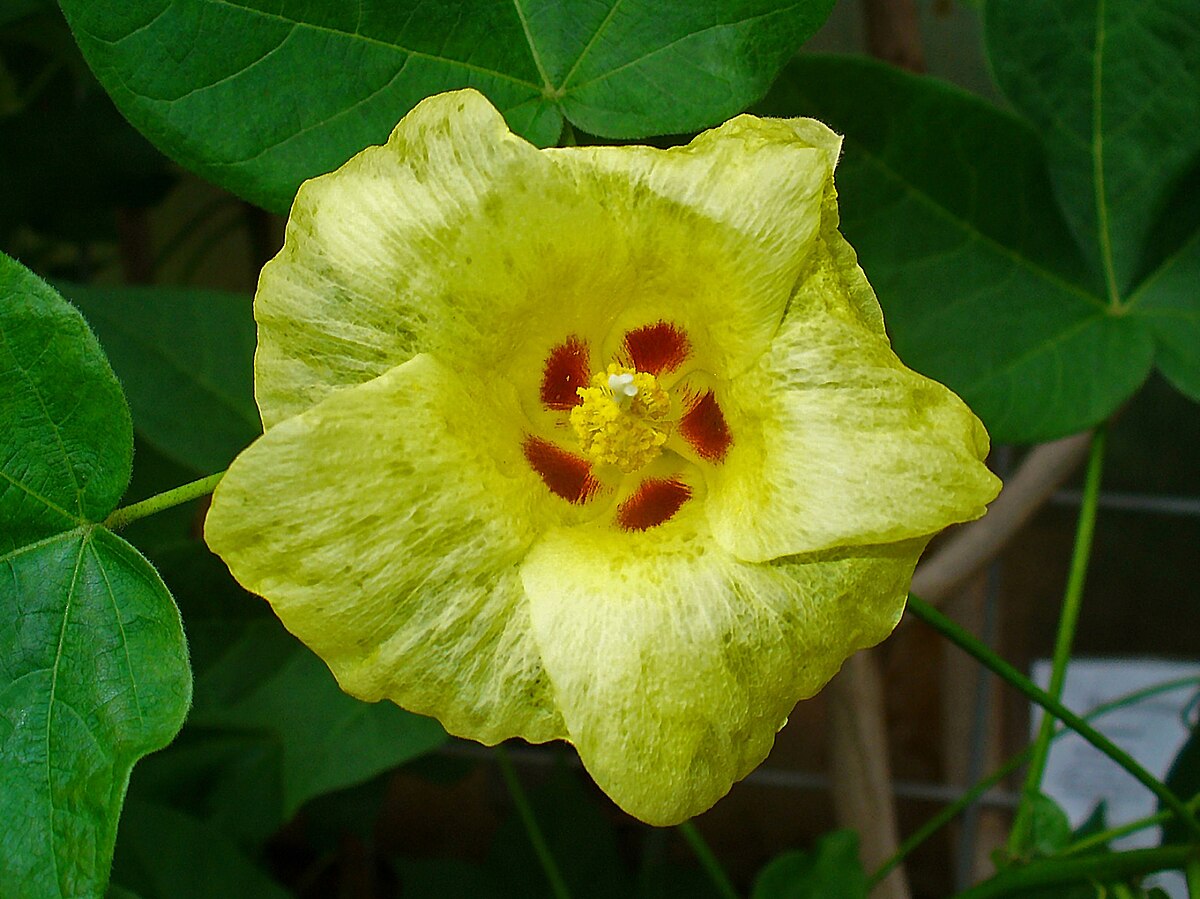 Gossypium rotundifolium