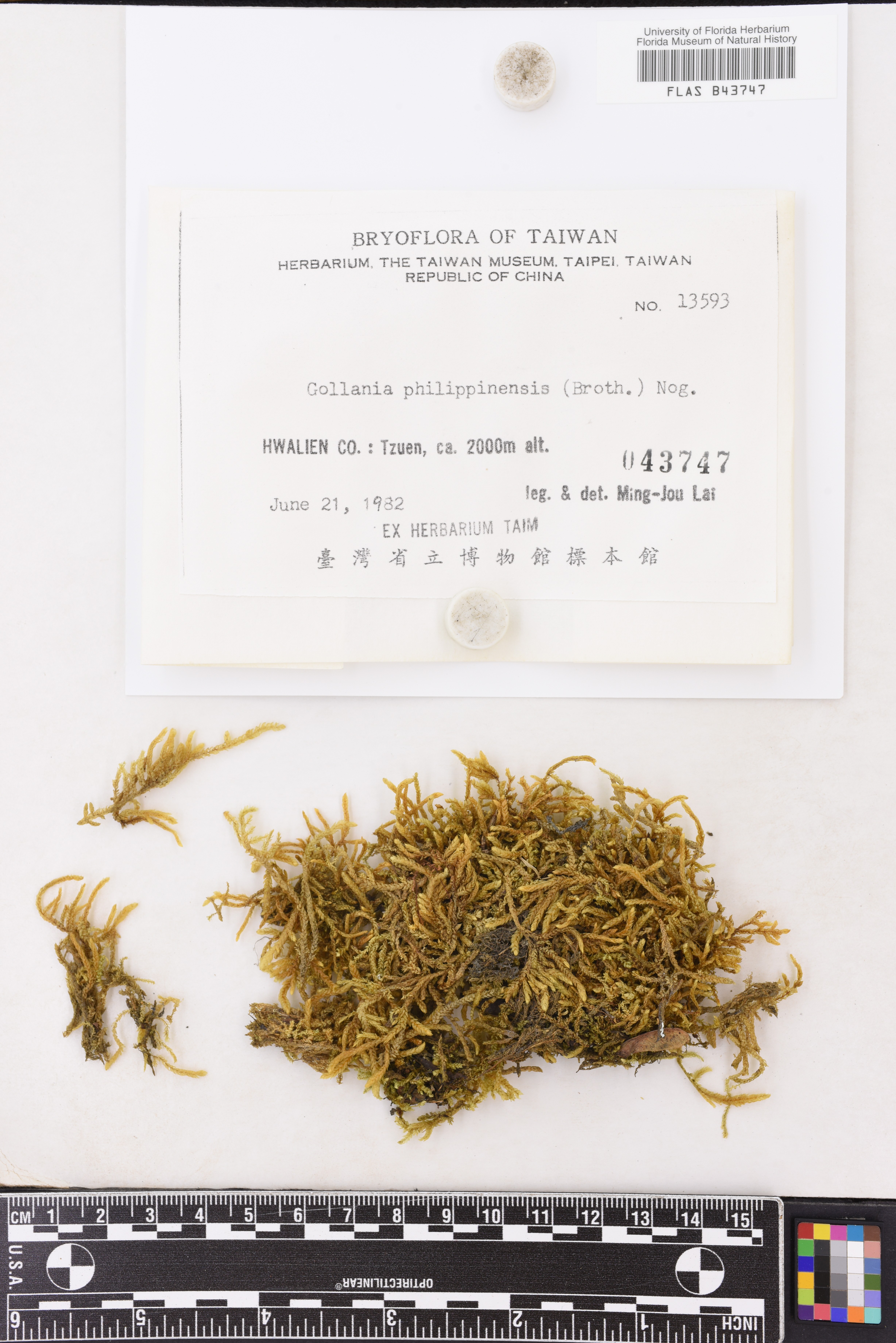 Gollania philippinensis
