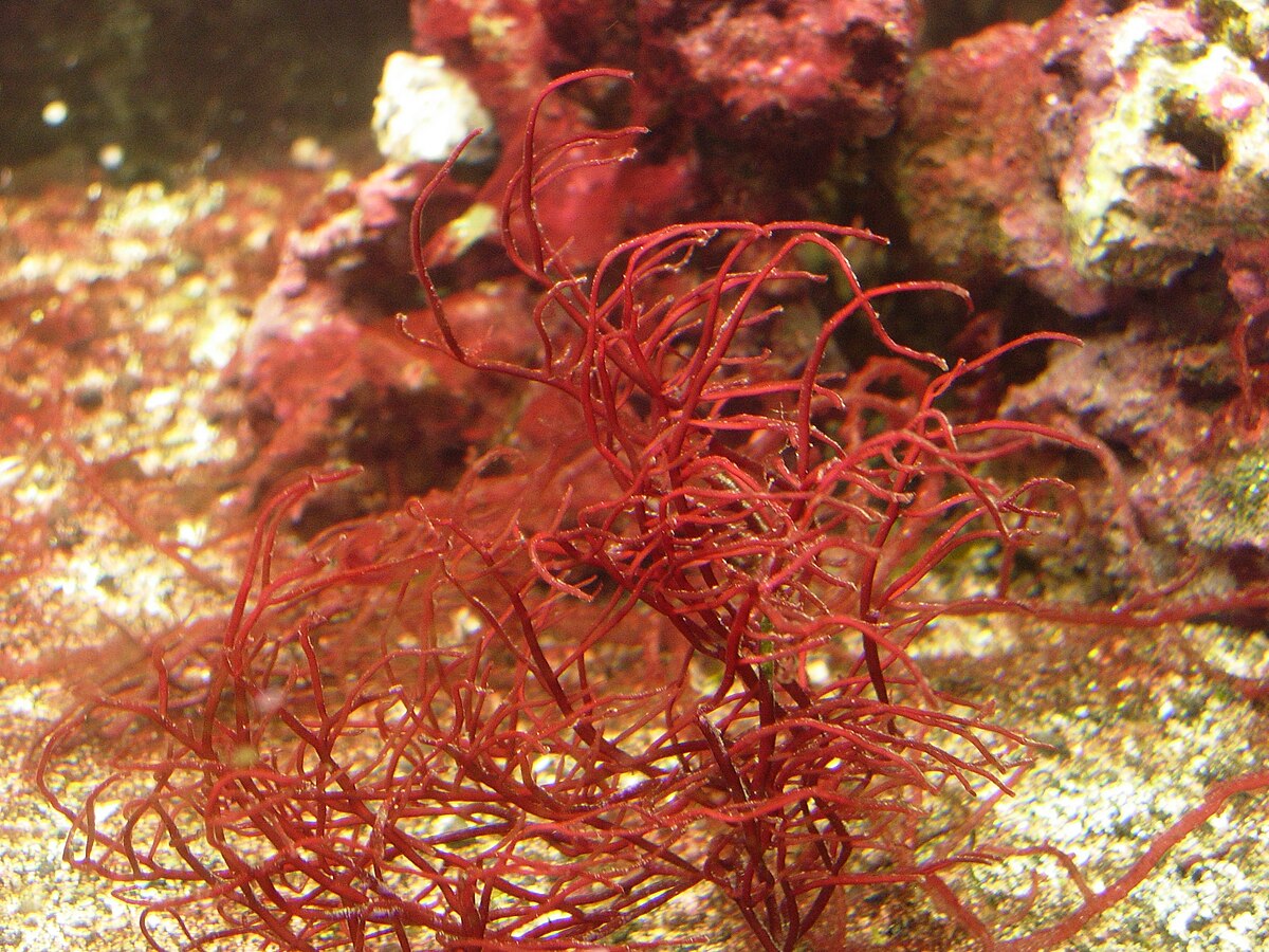 Gracilaria domingensis