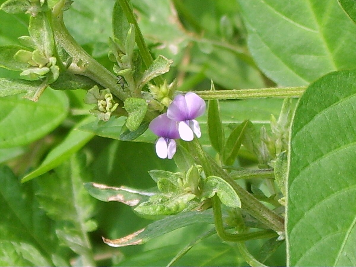 Glycine soja yesheng71