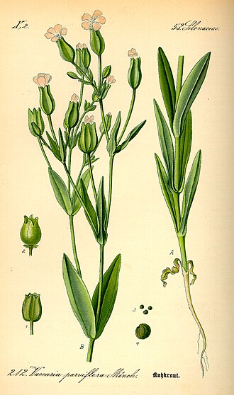 Gypsophila vaccaria