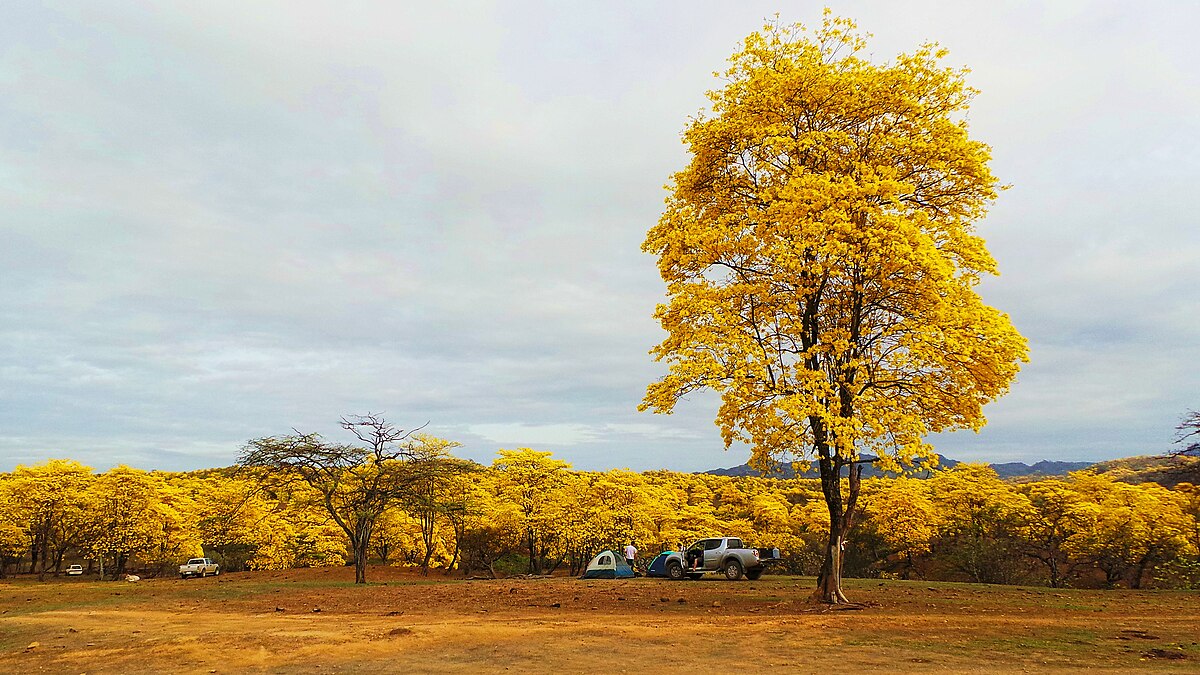 Handroanthus guayacan