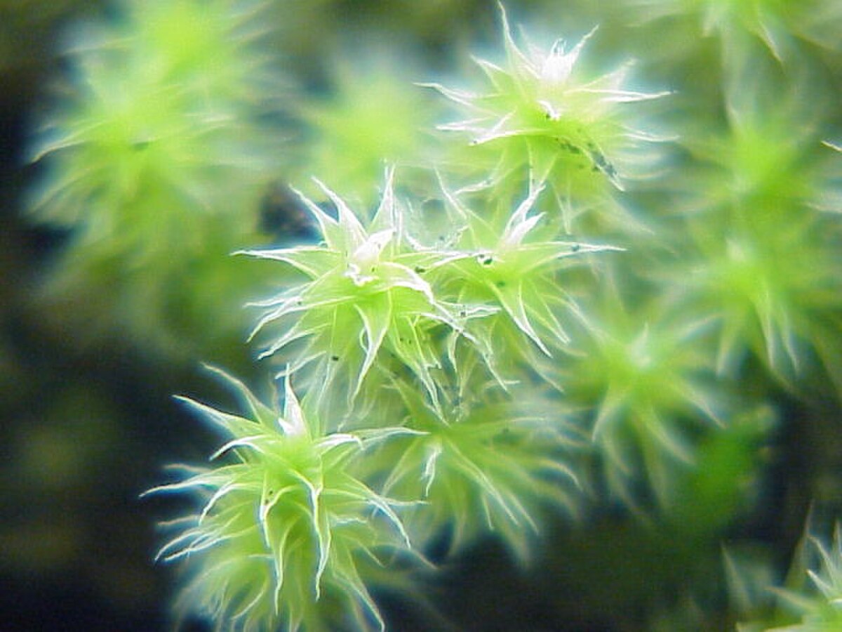 Hedwigia ciliata 329