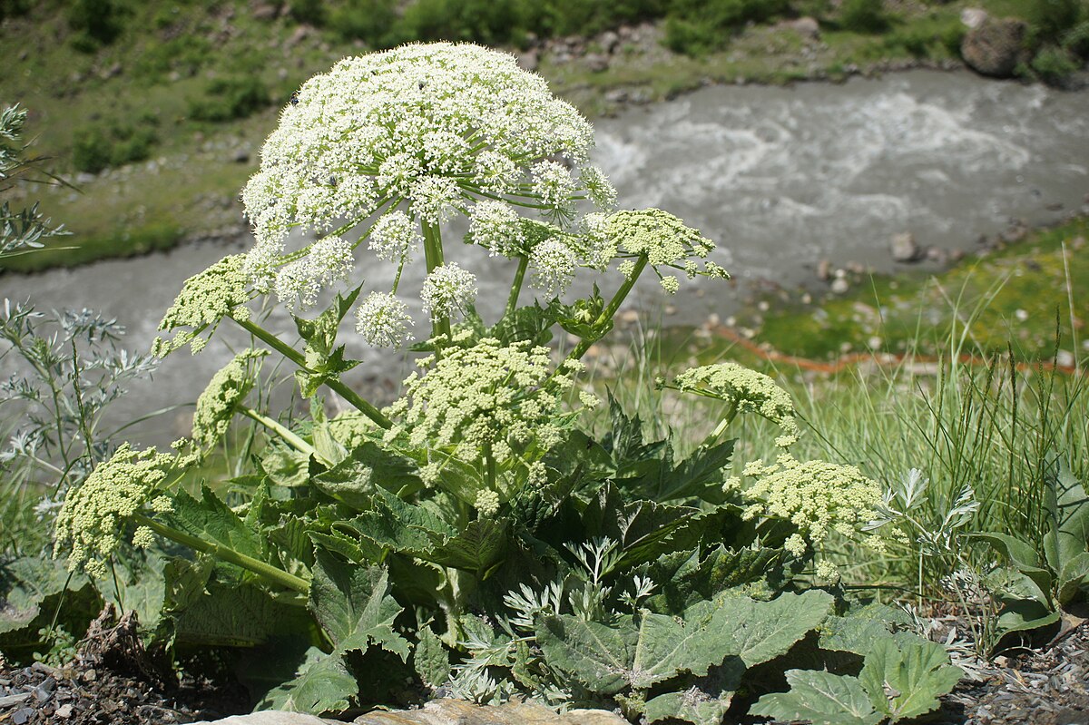 Heracleum sosnowskyi