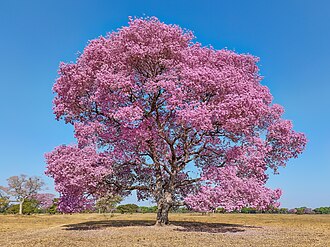Handroanthus impetiginosus