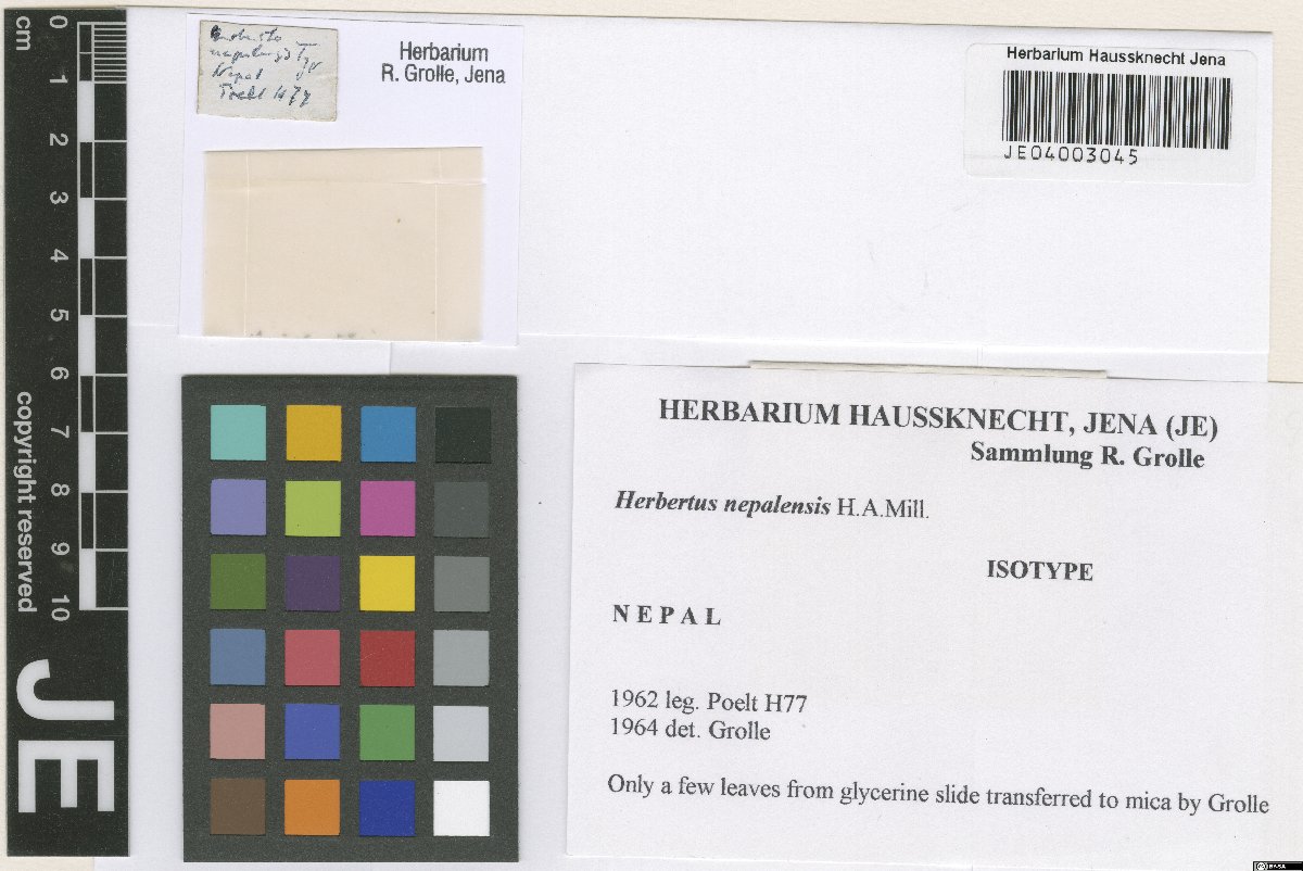 Herbertus kurzii