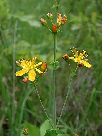 Hypericum pulchrum