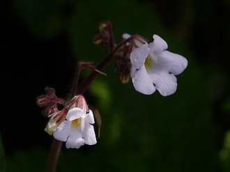 Henckelia pumila