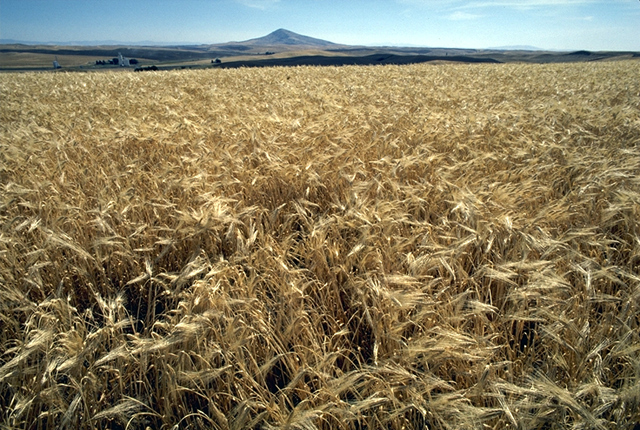 Hordeum vulgare (barley)