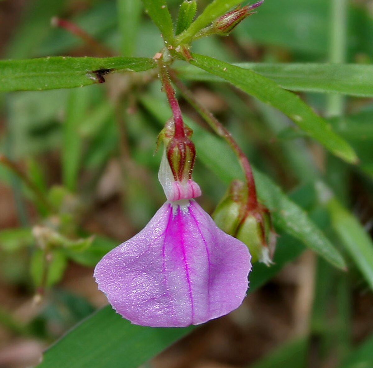 Hybanthus macrophyllus