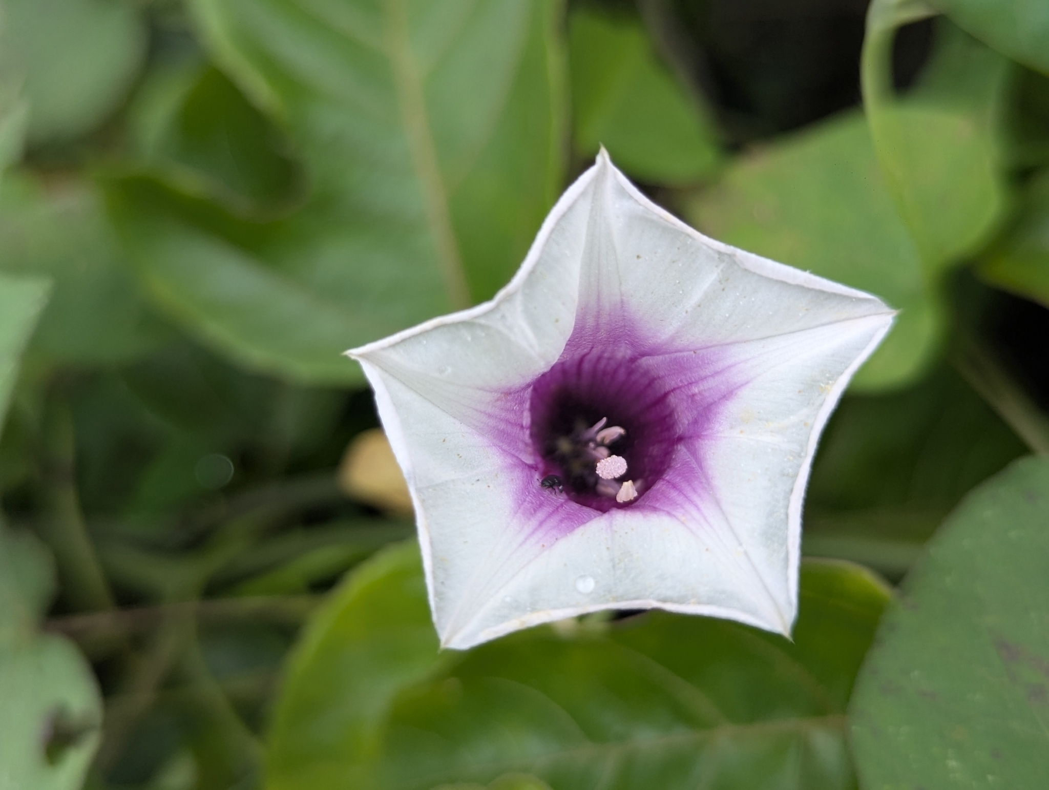 Ipomoea batatas