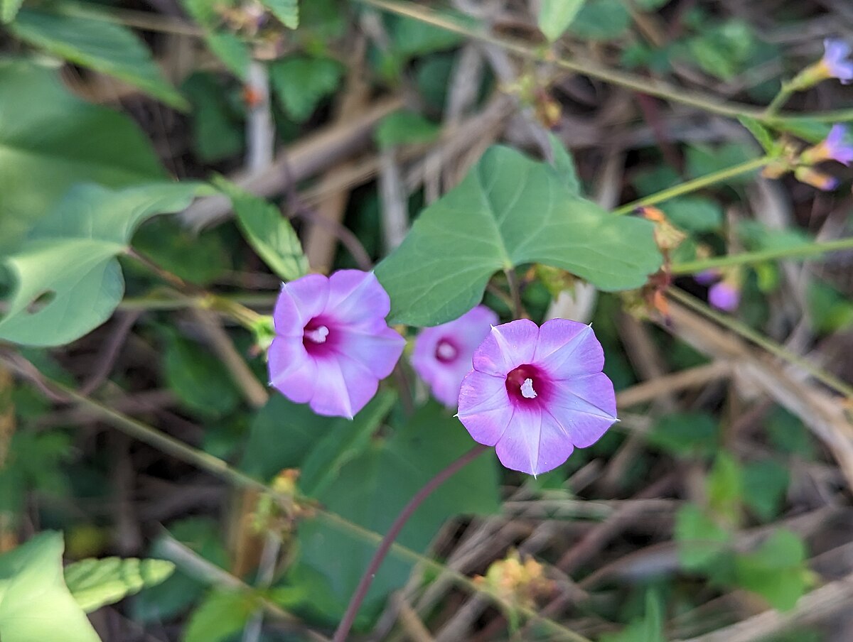 Ipomoea triloba