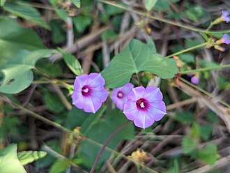Ipomoea triloba