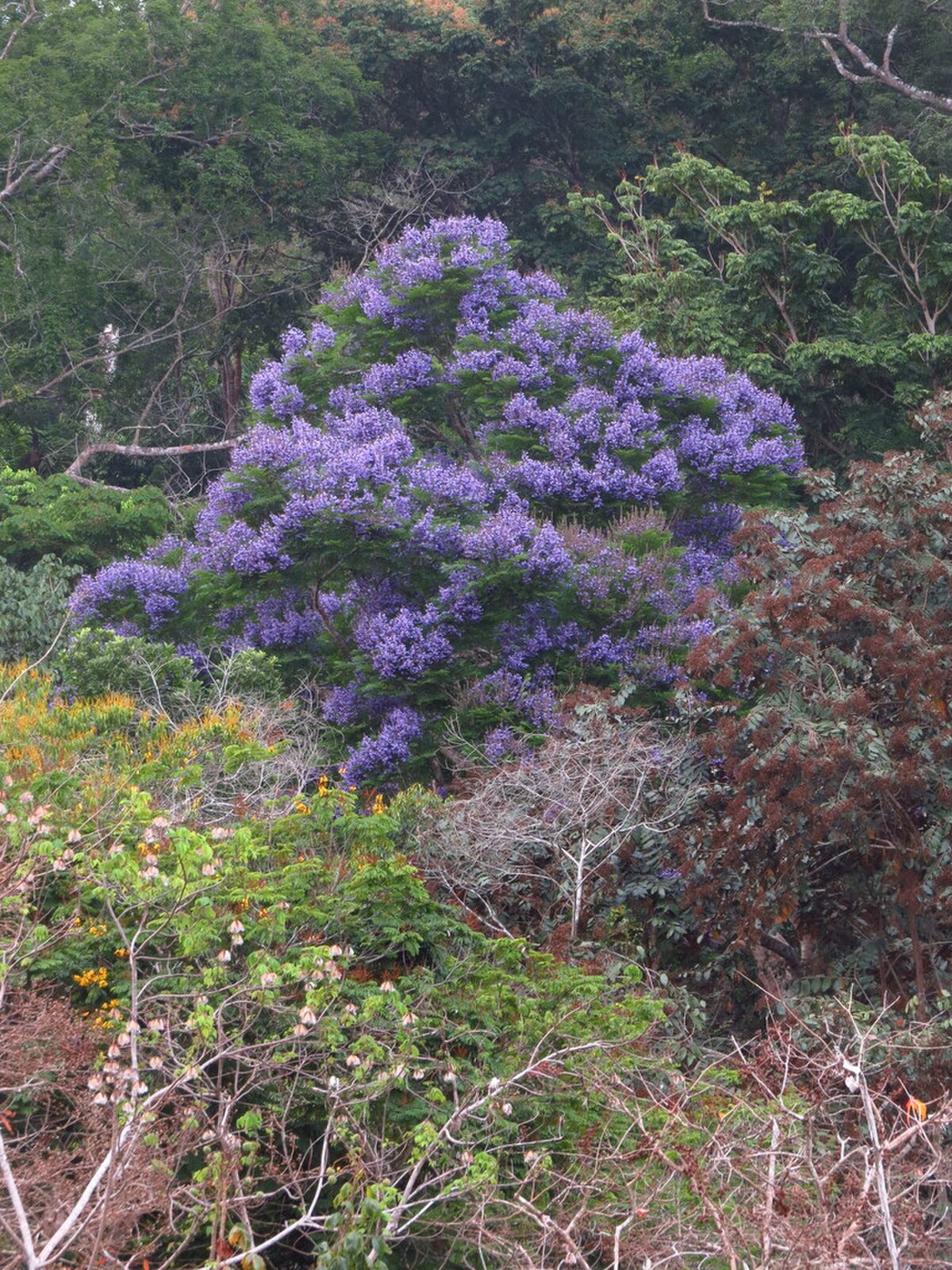 Jacaranda copaia