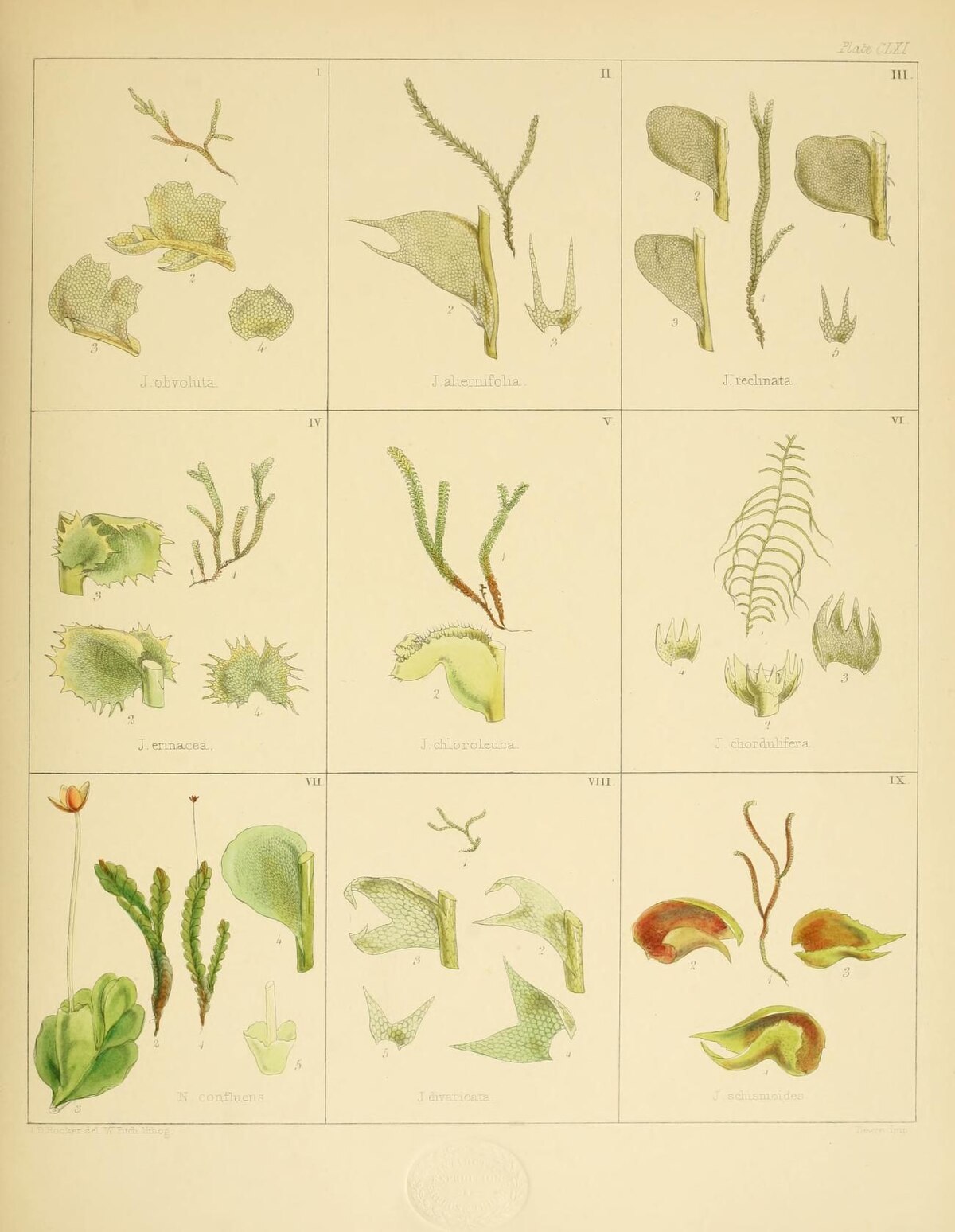 Jungermannia erectum