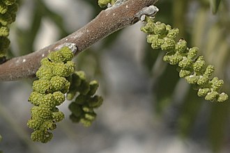 Juglans microcarpa x Juglans regia