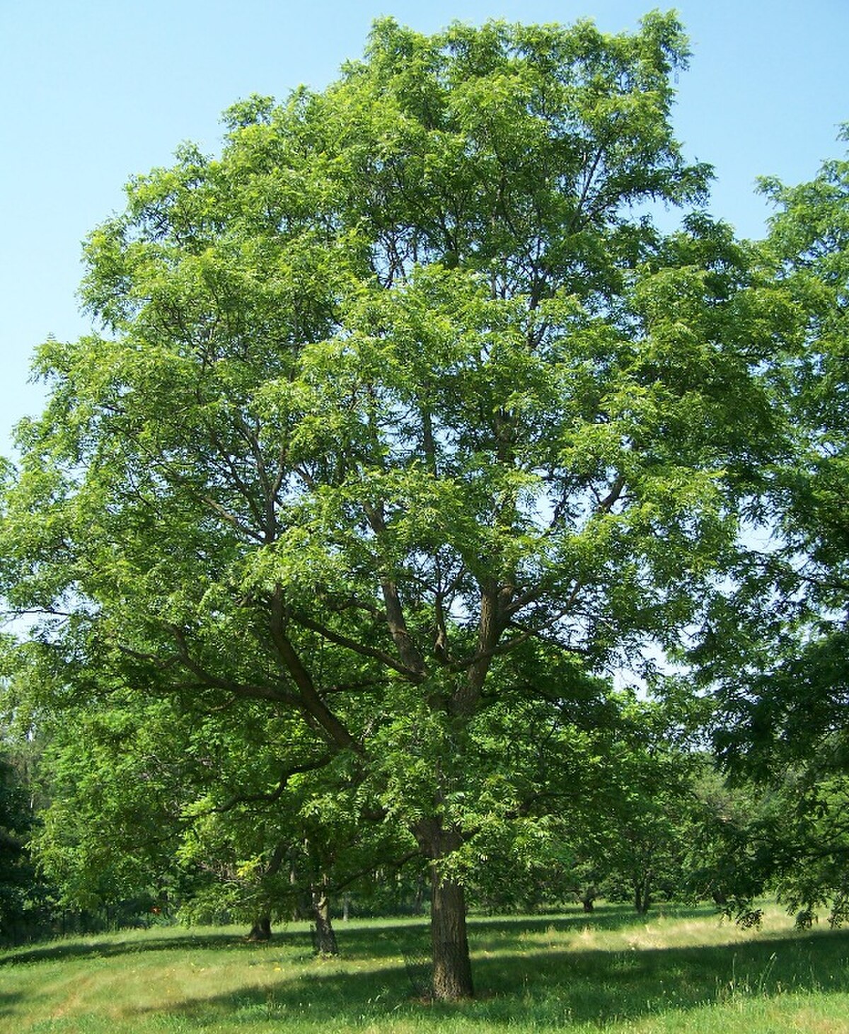 Juglans efflora