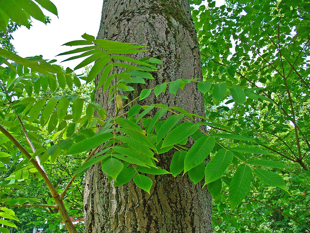 Juglans cinerea x ailantifolia