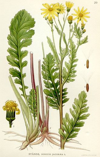 Jacobaea vulgaris