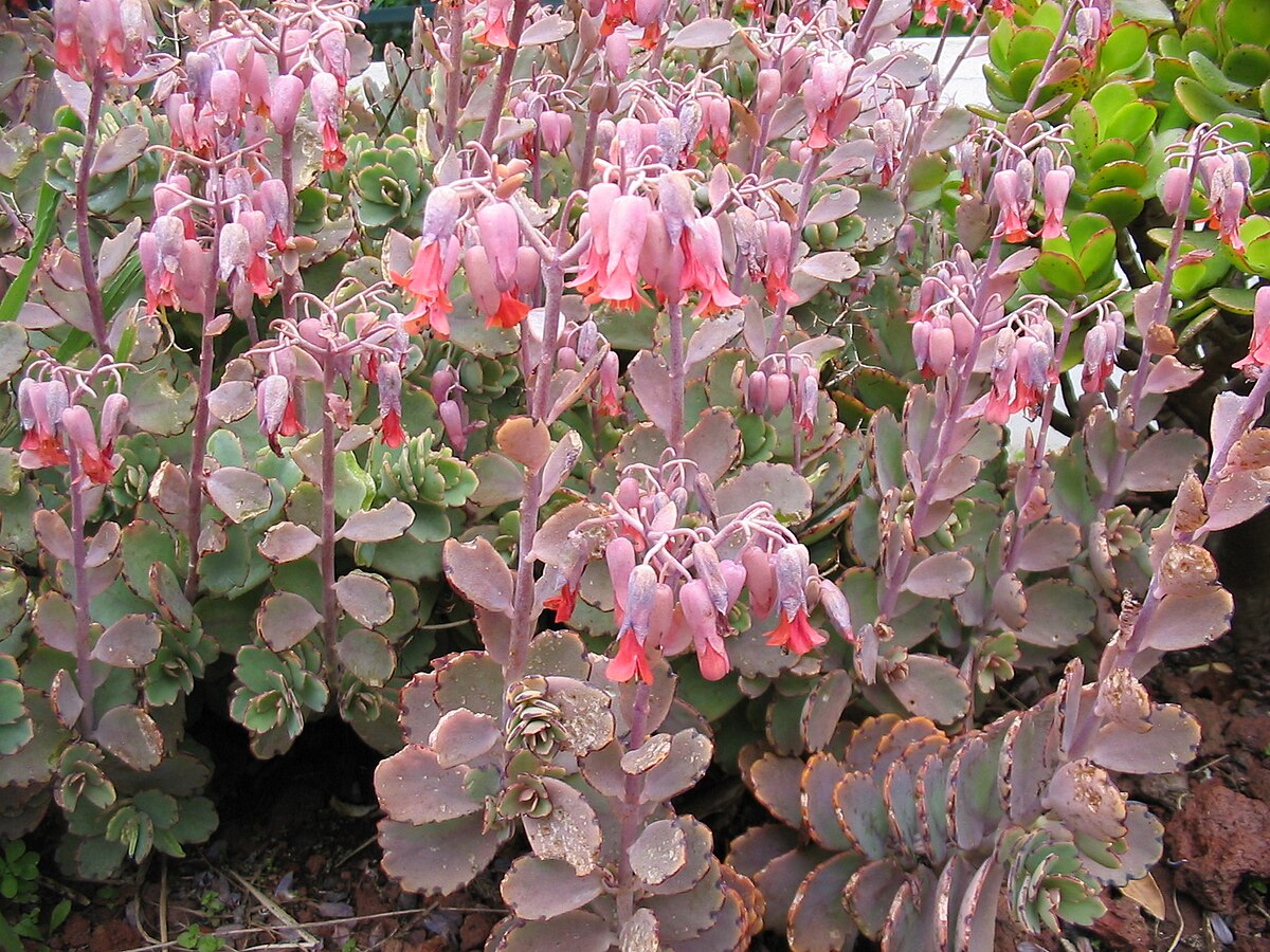 Kalanchoe fedtschenkoi