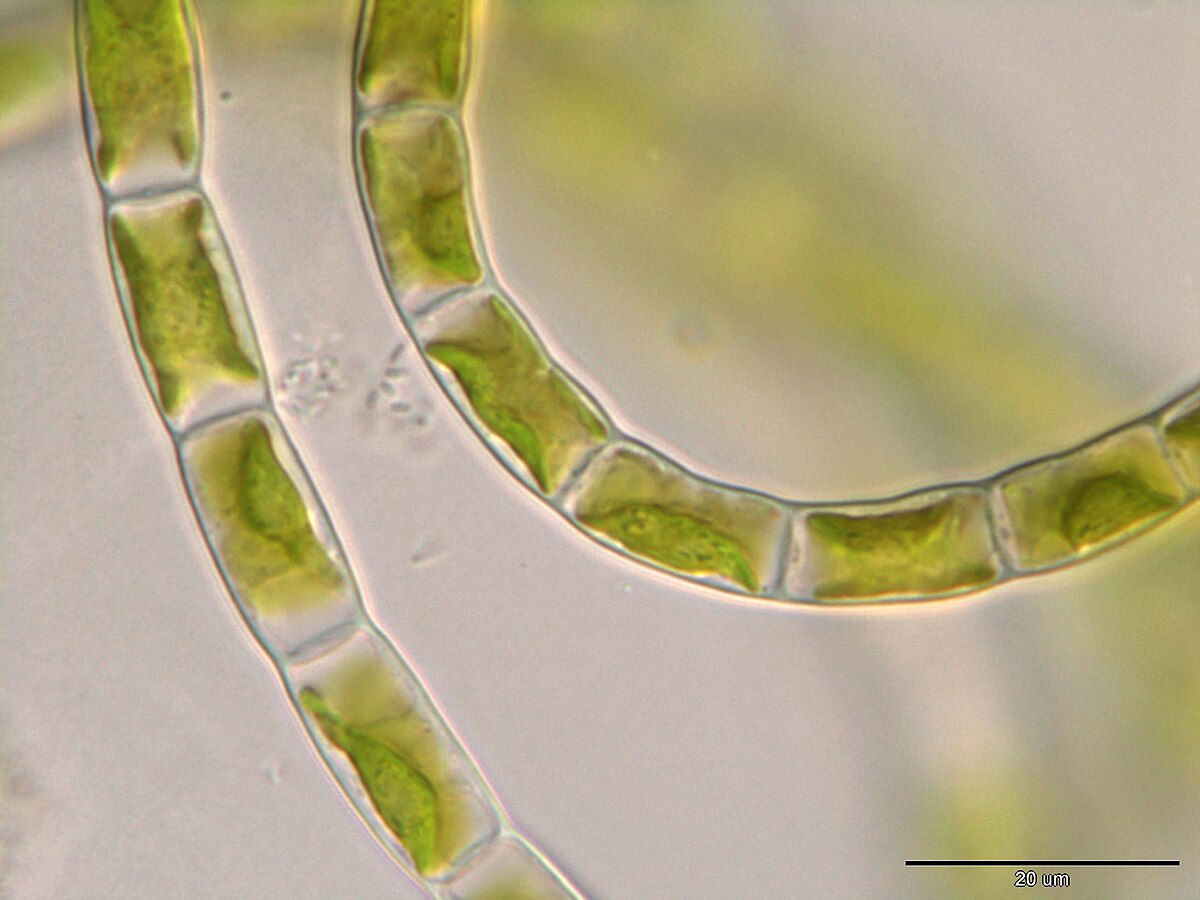 Klebsormidium nitens