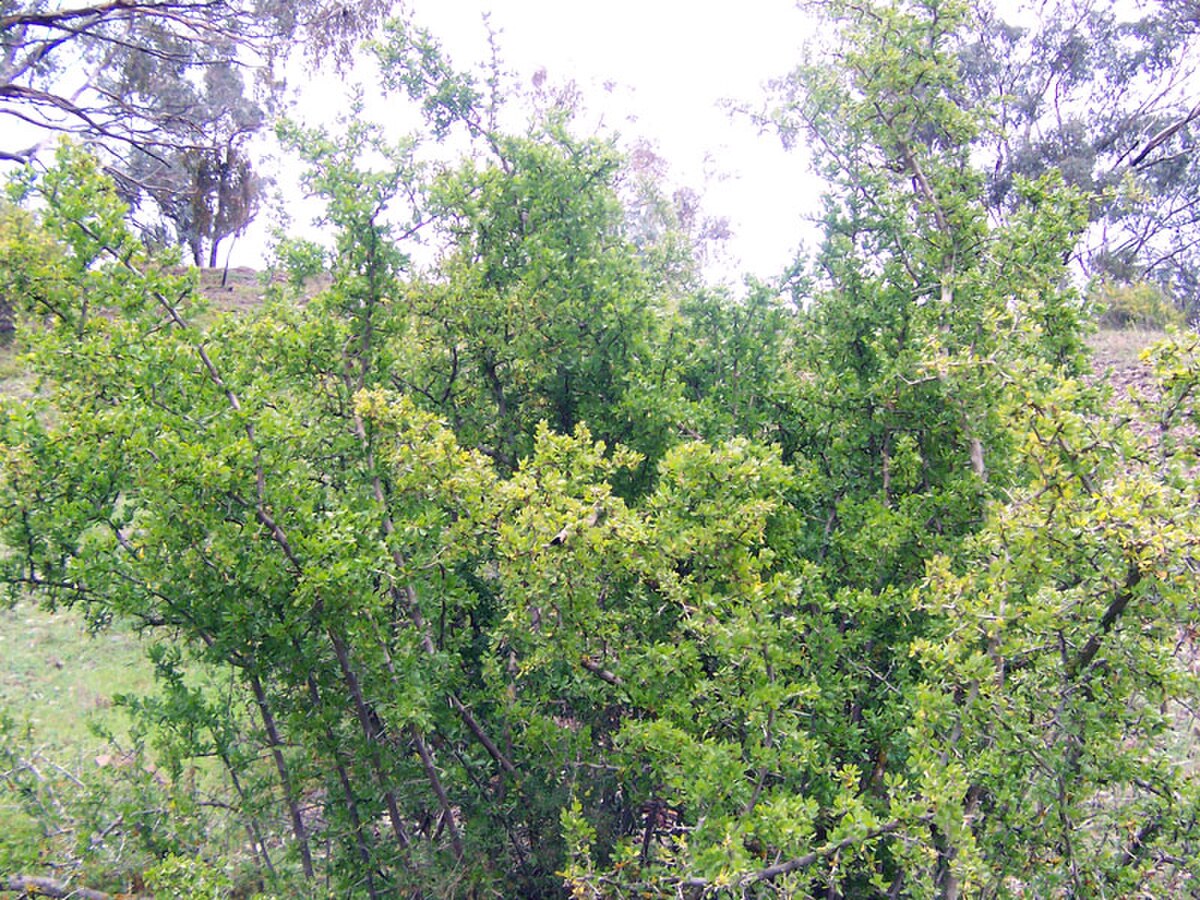 Lycium Barbarum.Protein.Faa.Gz