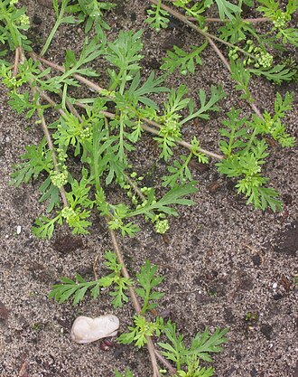 Lepidium didymum