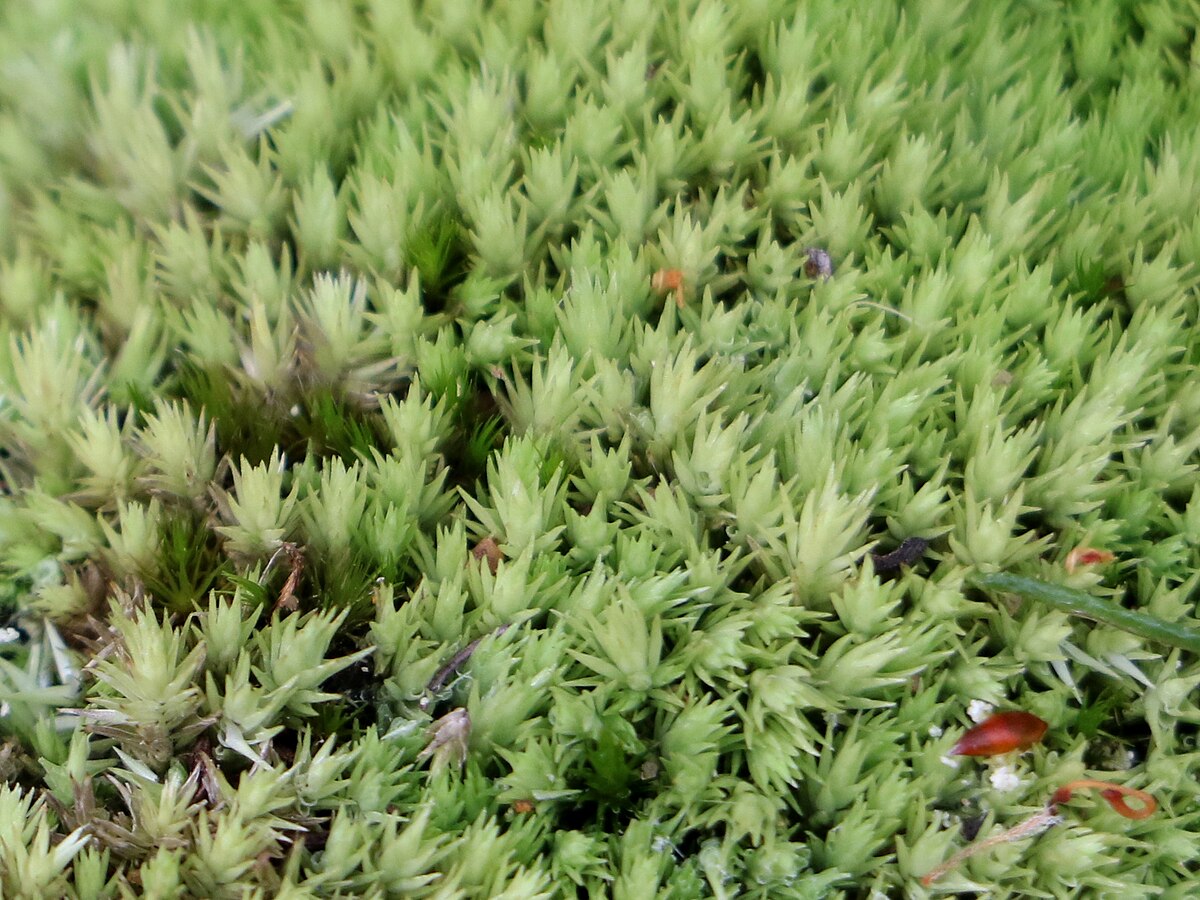 Leucobryum albidum