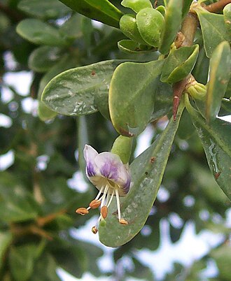 Lycium ferocissimum
