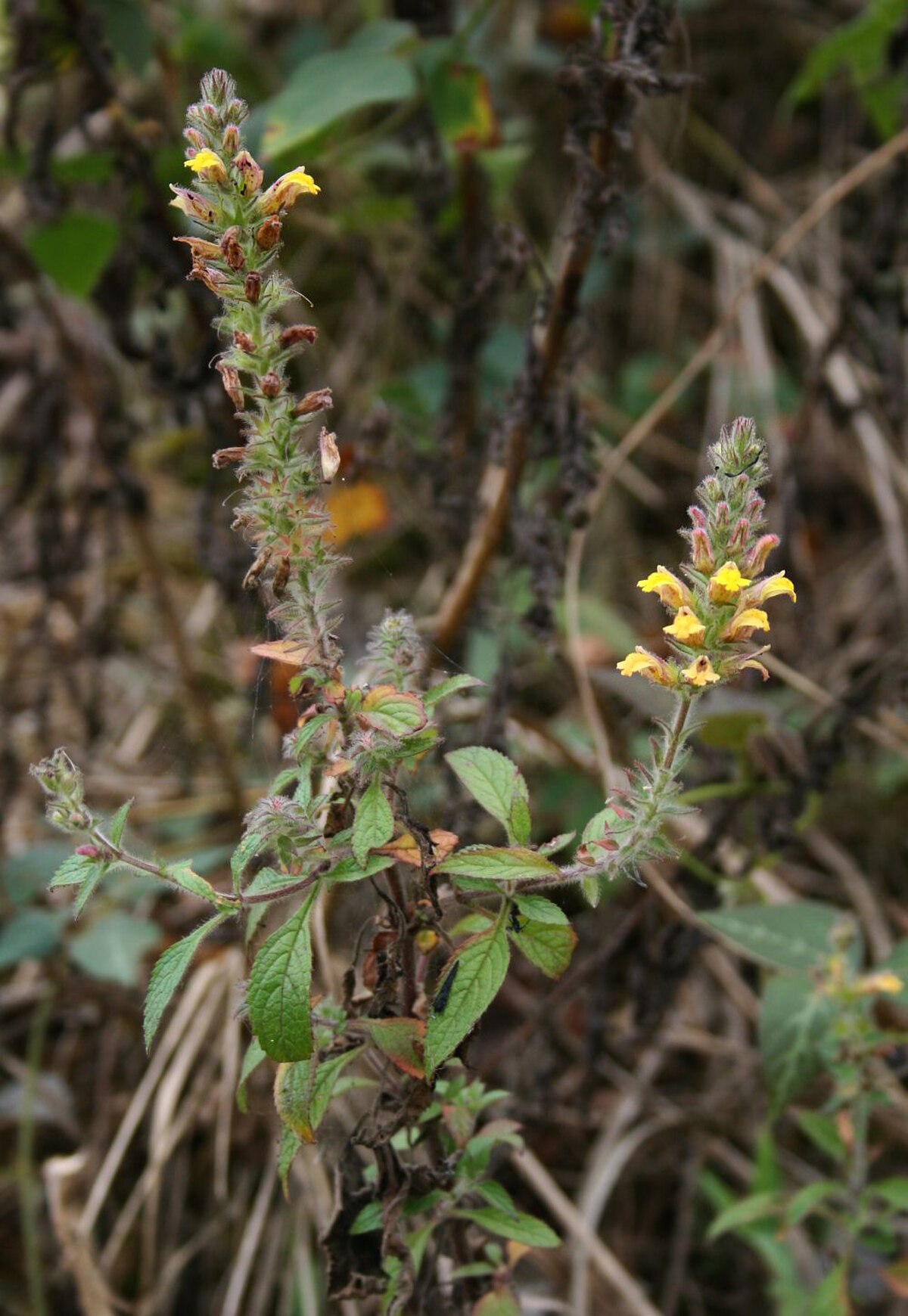 Lindenbergia luchunensis