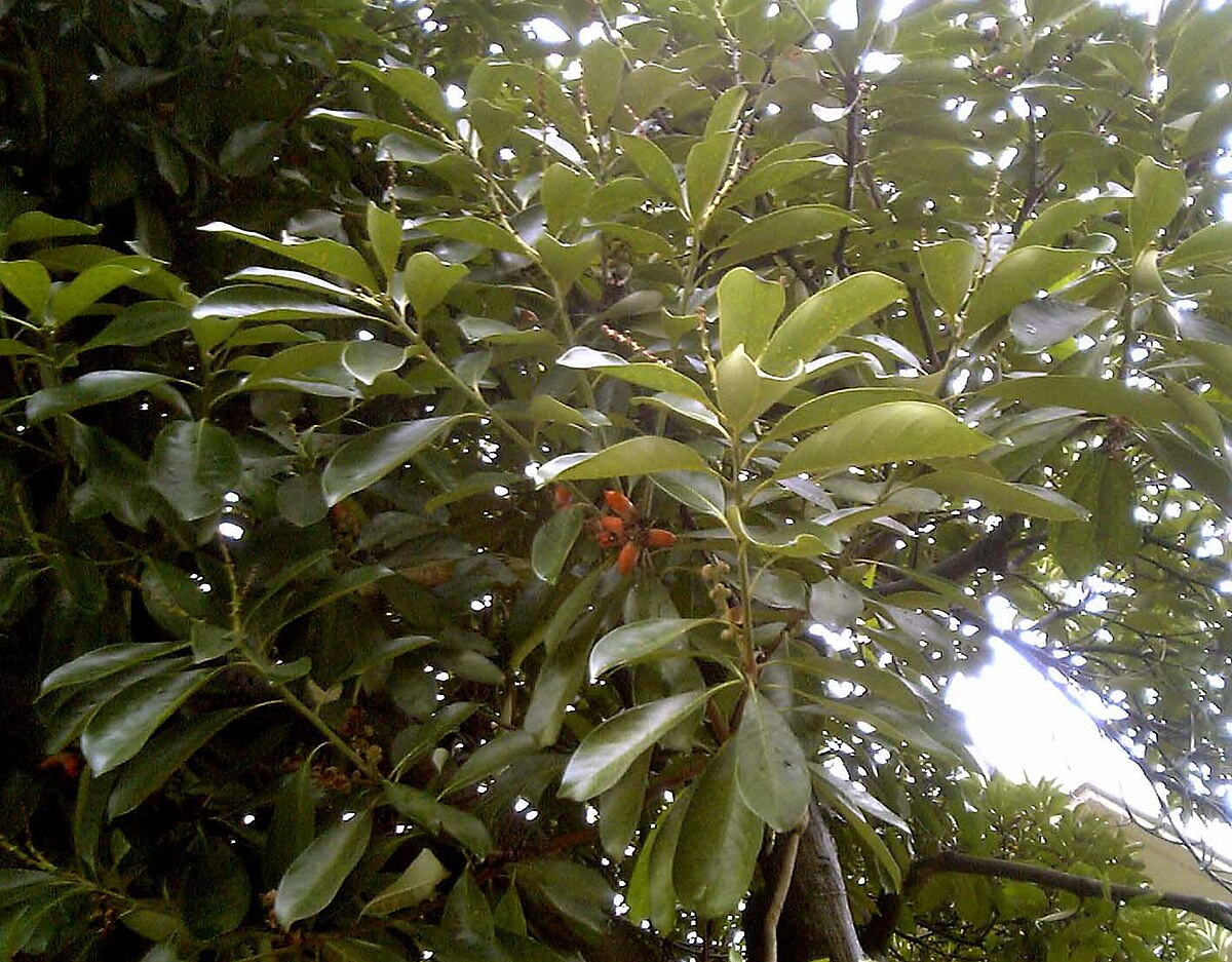 Lithocarpus polystachyus