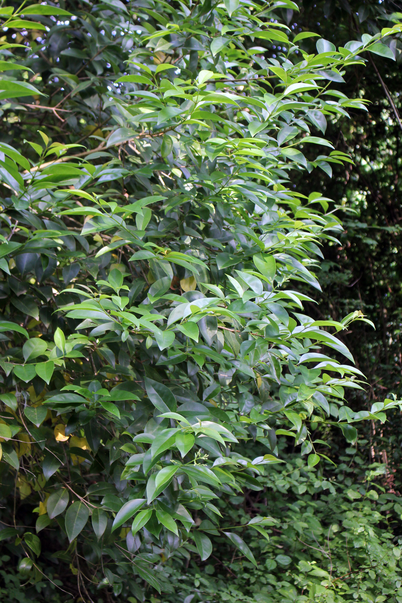 Ligustrum lucidum