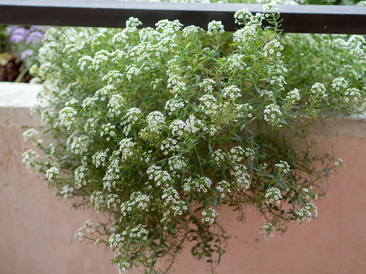 Lobularia maritima