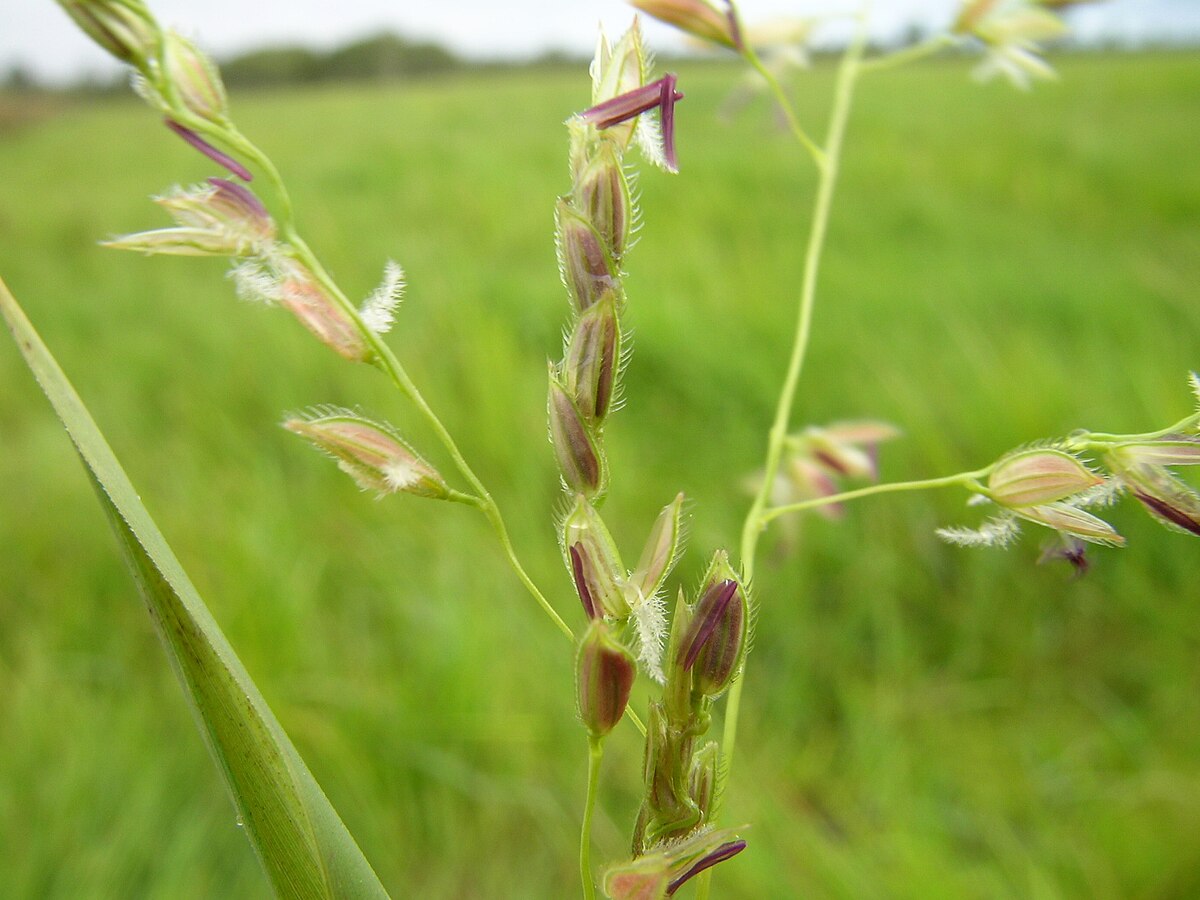 Leersia