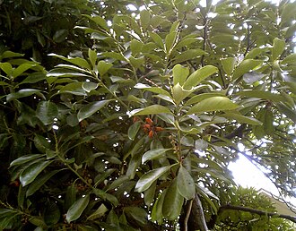 Lithocarpus