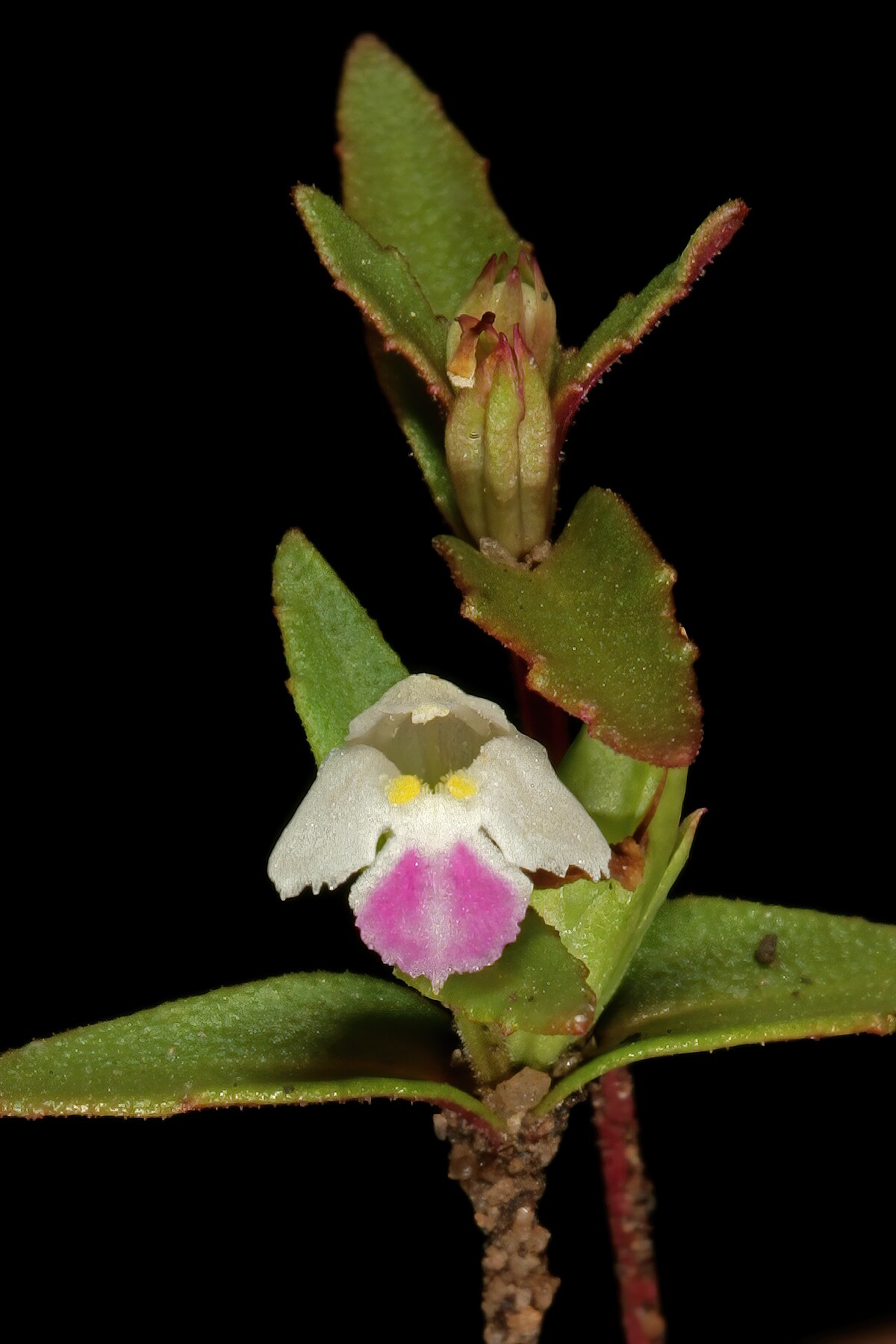 Linderniella pulchella