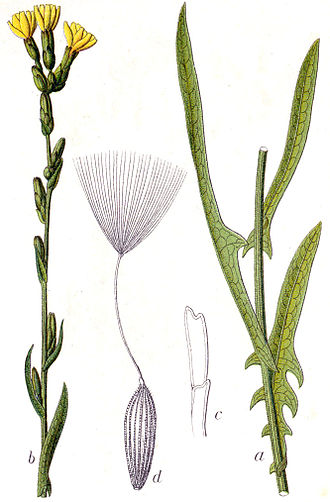 Lactuca saligna