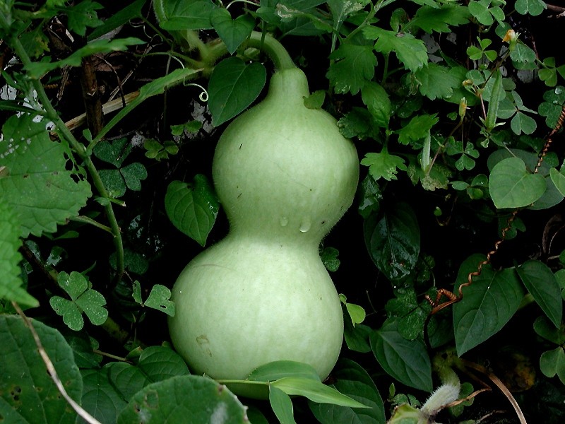Lagenaria siceraria