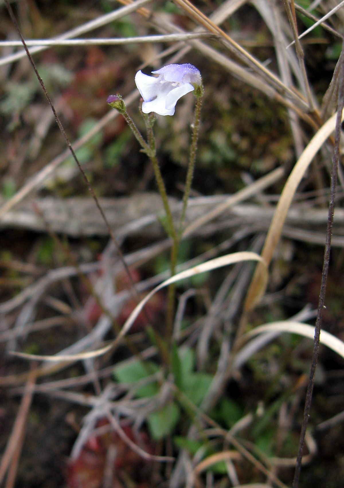 Lindernia subracemosa