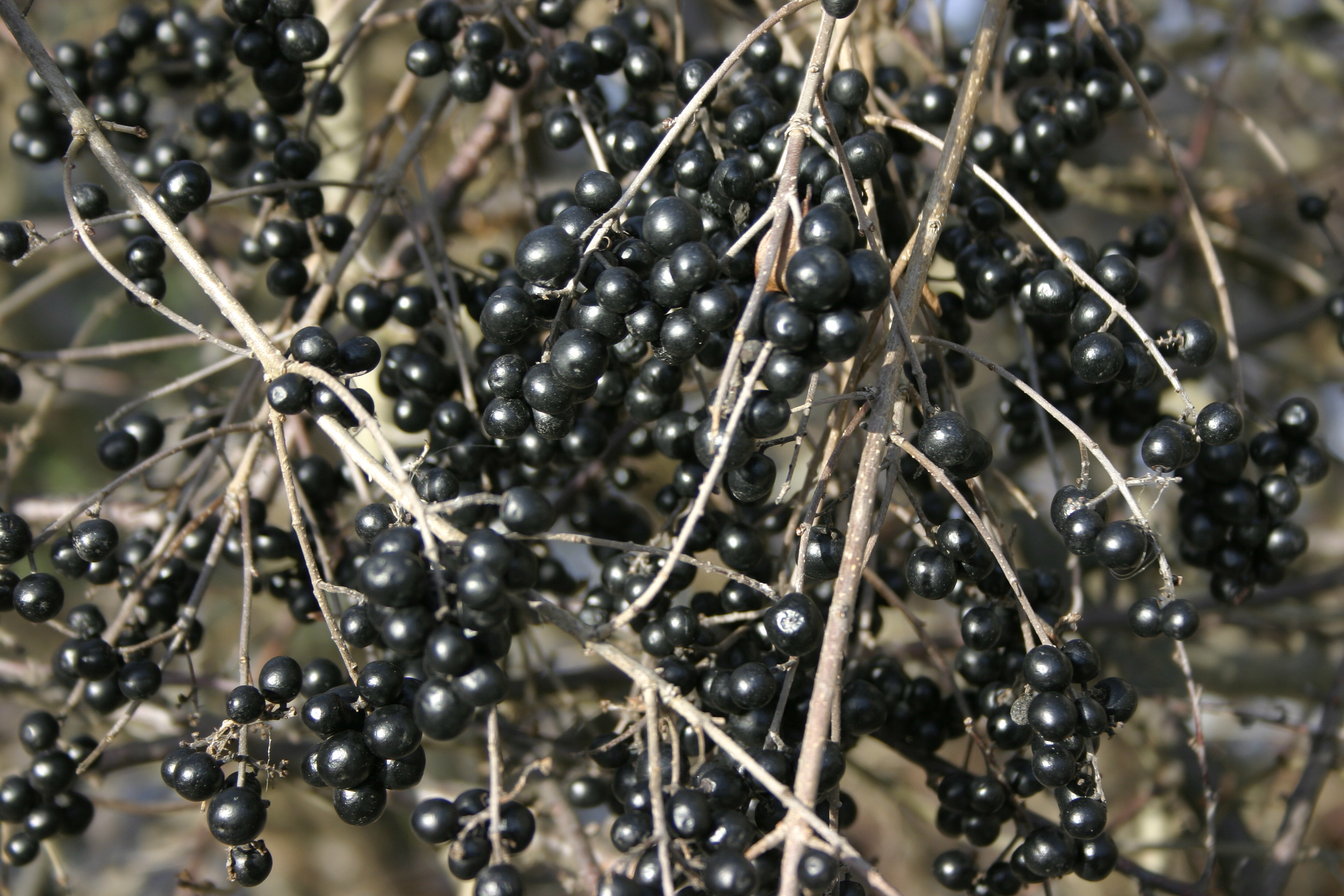 Ligustrum vulgare