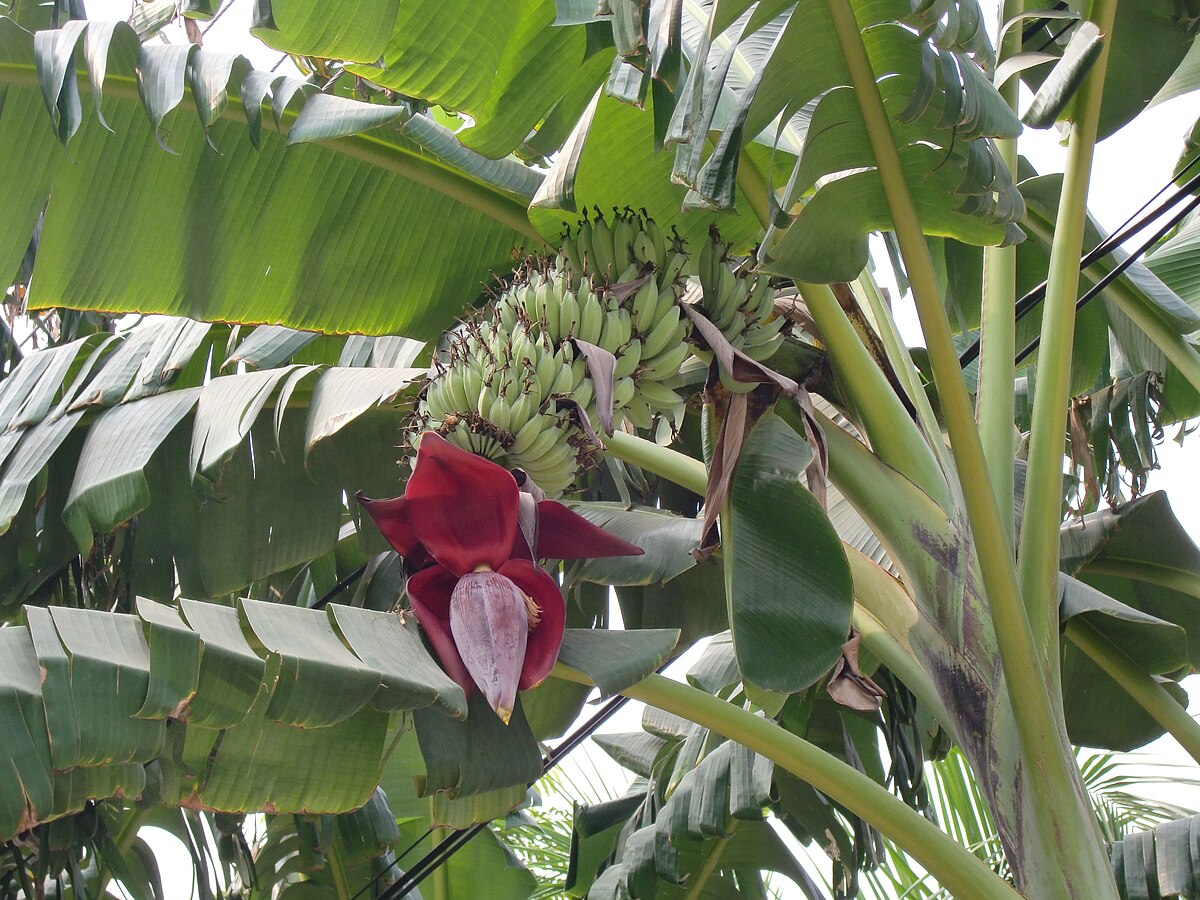 Musa acuminata DH-Pahang