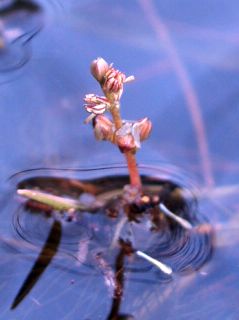 Myriophyllum alterniflorum