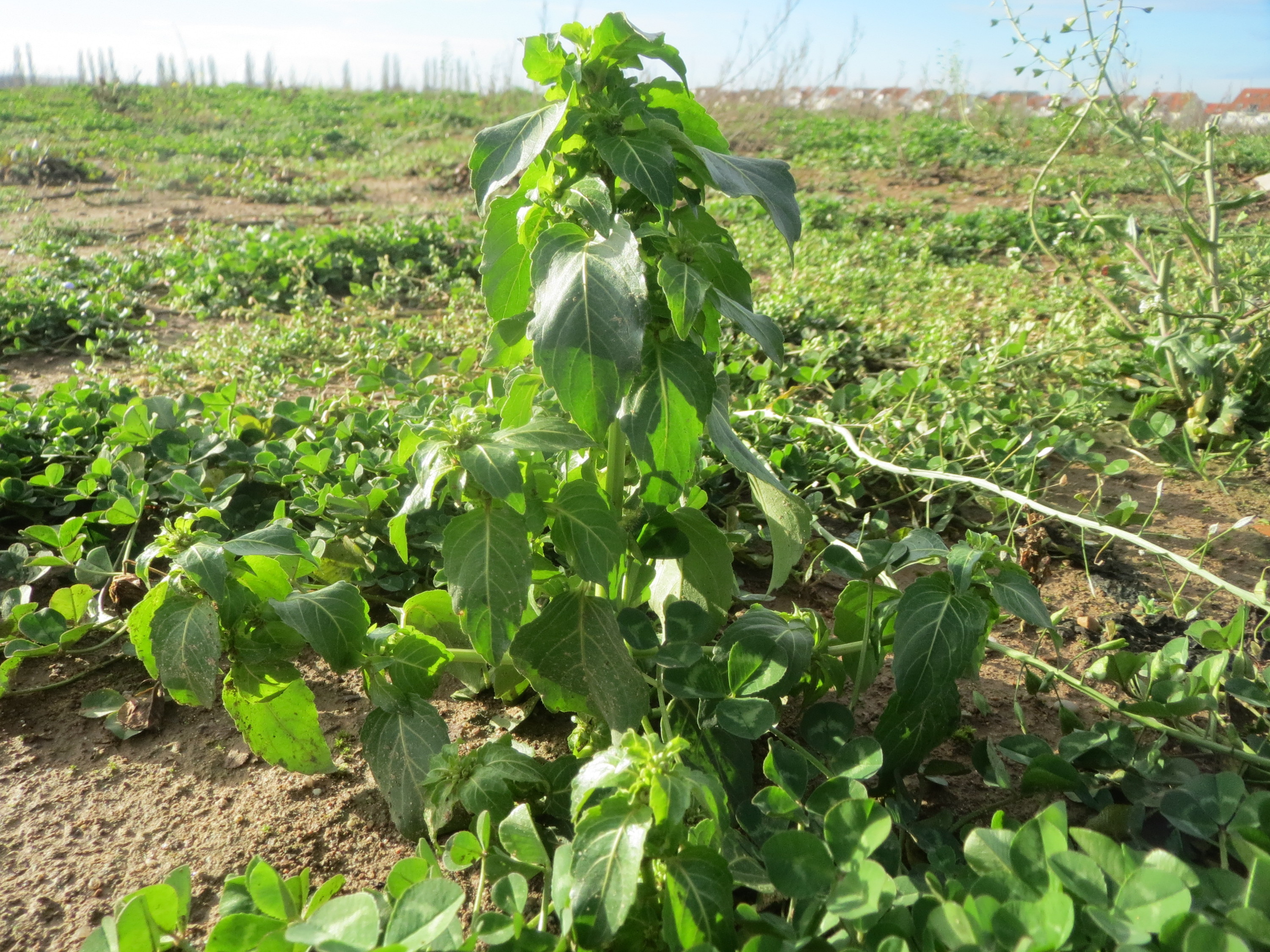 Mercurialis annua