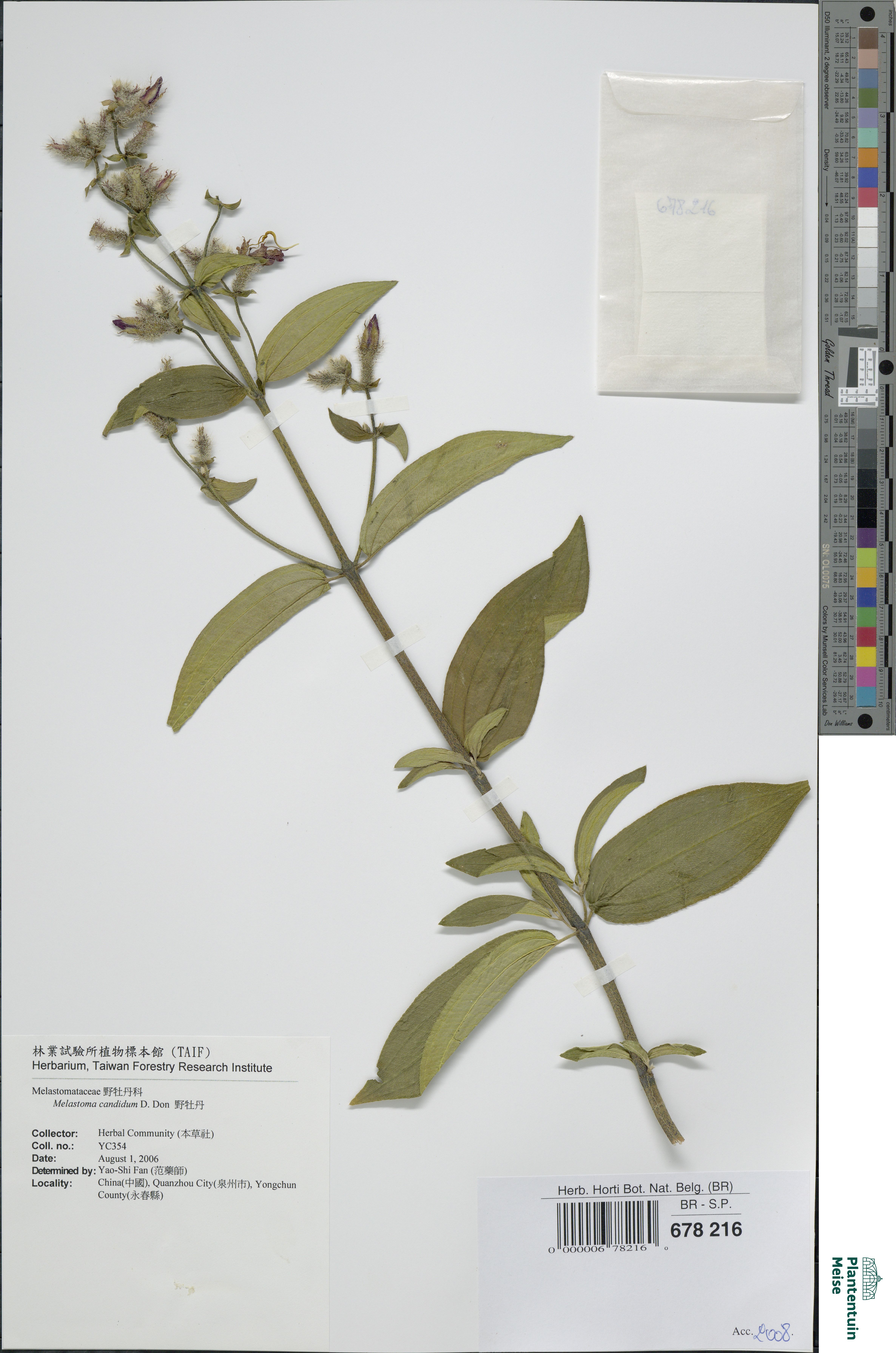 Melastoma candidum