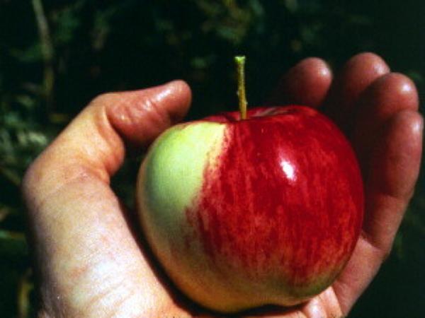 Malus domestica Fuji