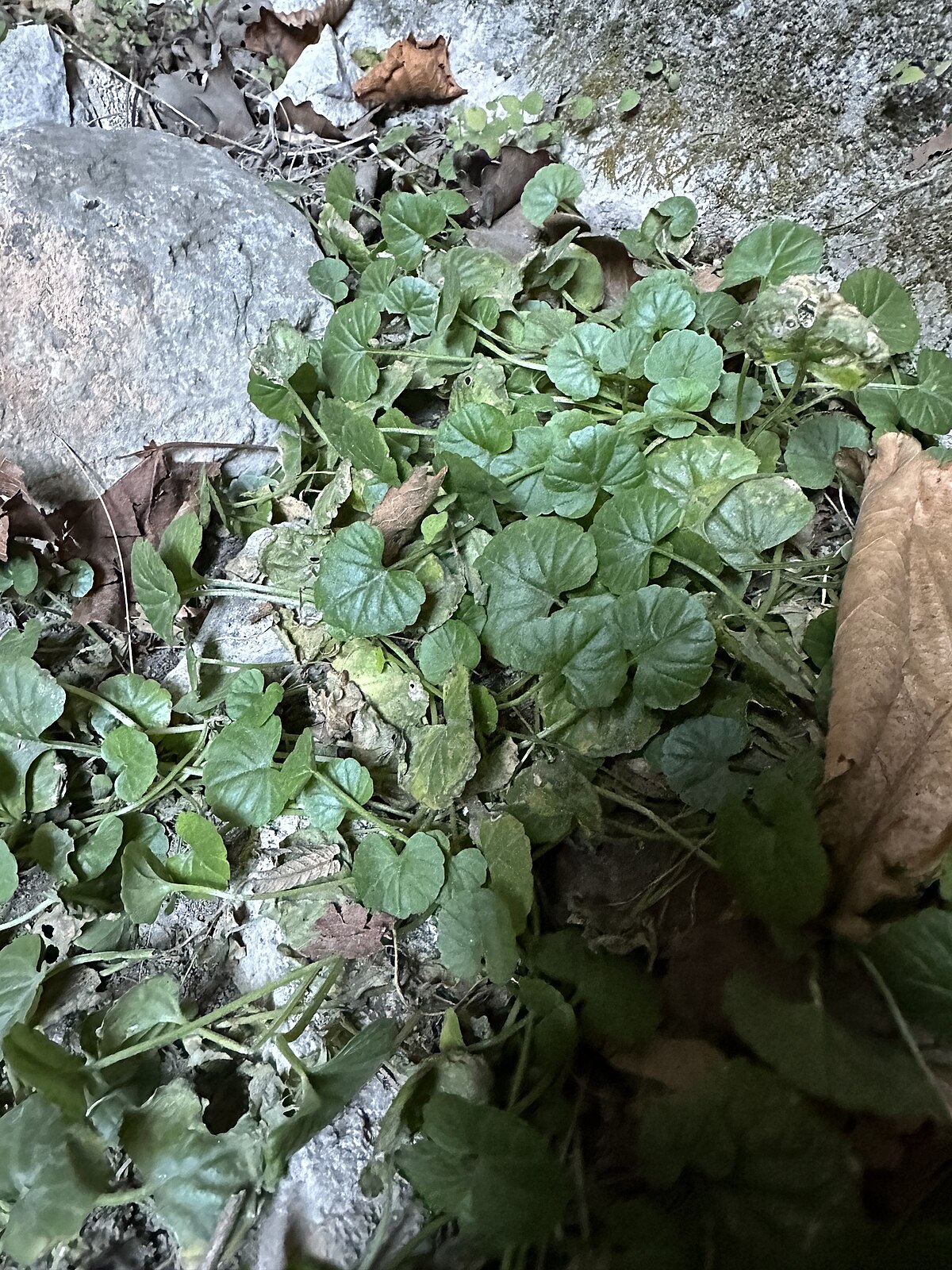 Megadenia pygmaea