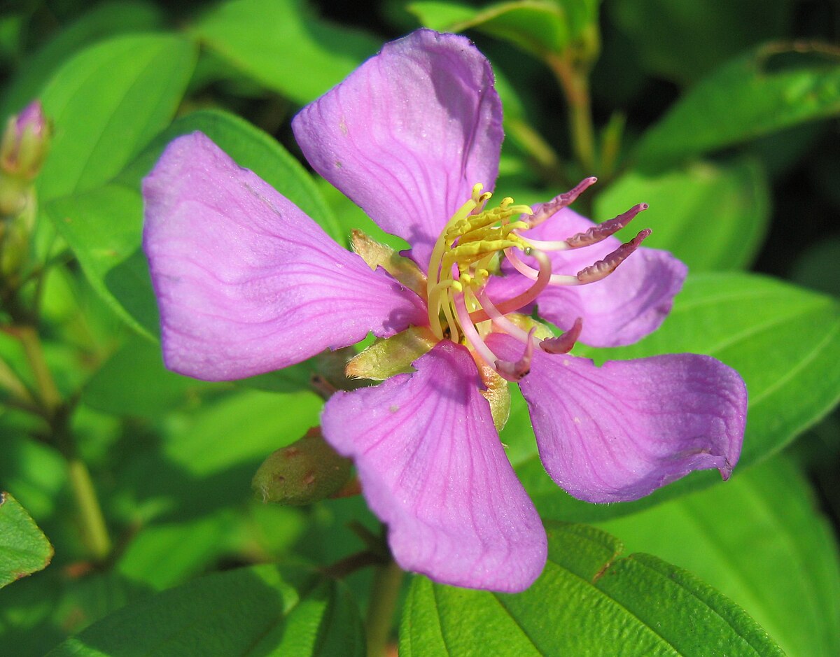 Melastoma candidum