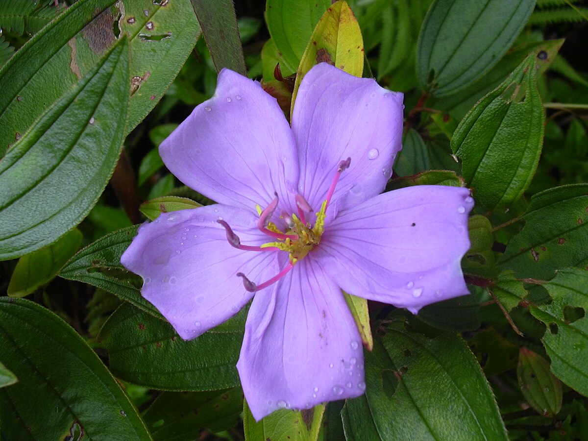 Melastoma dodecandrum