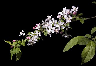 Malus floribunda