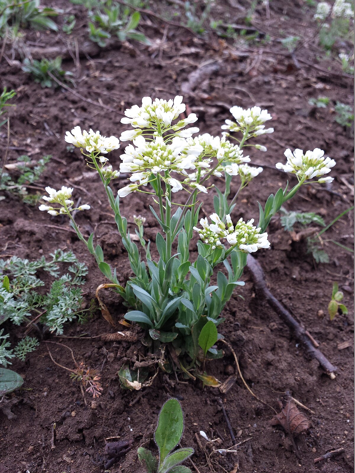 Microthlaspi erraticum